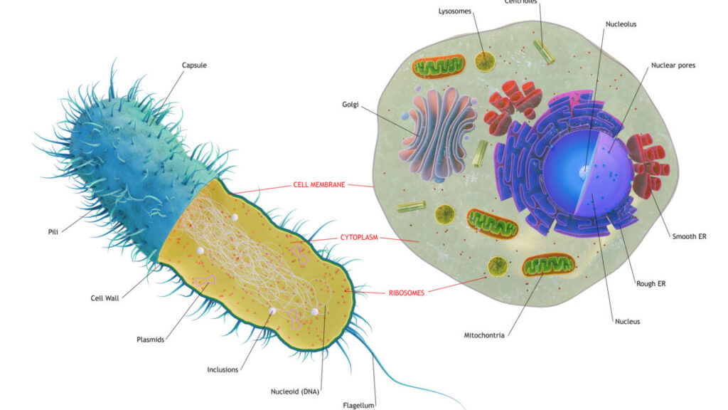 The first complex cells had genes from a complex mix of species