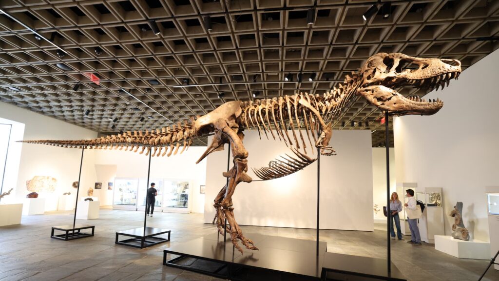 T. rex sells for $50M, most expensive dinosaur fossil in auction