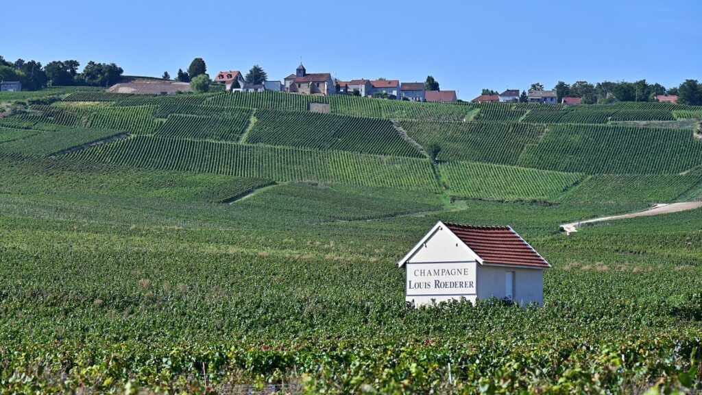 Extreme heat spurs earliest-ever Champagne harvest